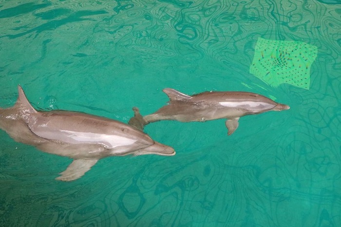 Lumba-lumba di Taman Safari Prigen.