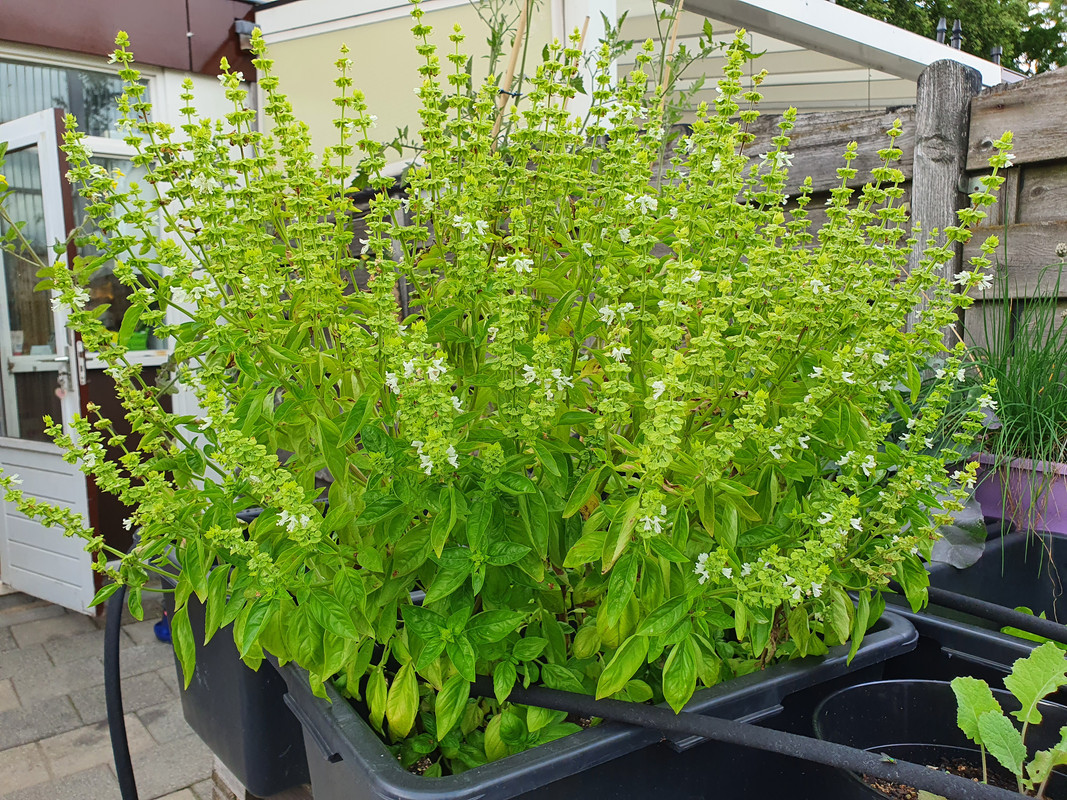 Bloeiende-basilicum.jpg