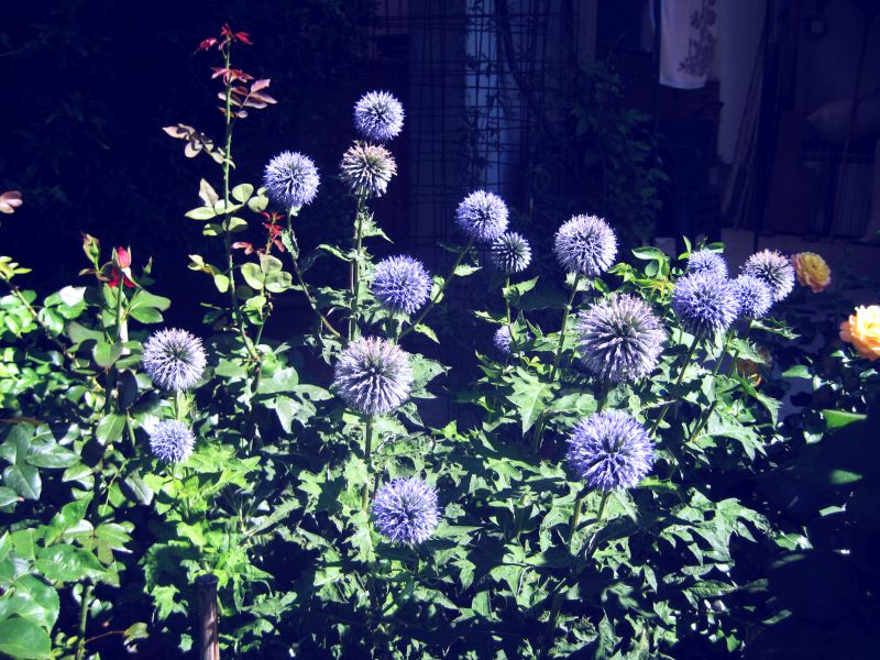Echinops ritro
