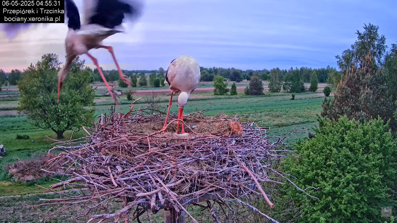 06052025bociany5