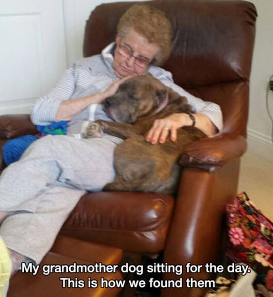 Dog Humor #3