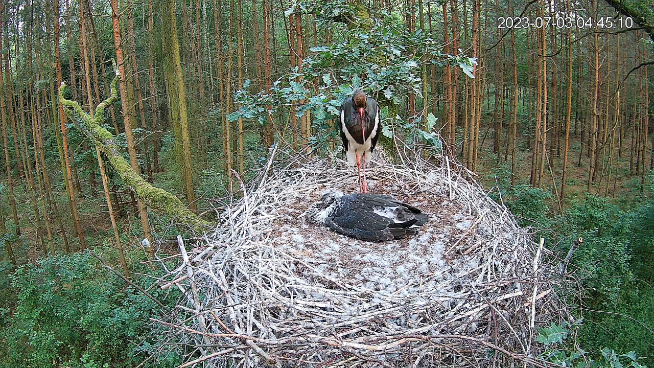 Bociany Czarne Online 2023 - transmisja z gniazda w woj.łódzkim 7-29-14 screenshot