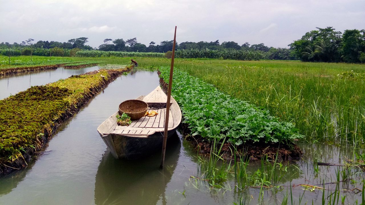 জলবায়ু পরিবর্তনের প্রভাবে বাংলাদেশের কৃষি বিপর্যস্ত: দেশের কৃষক আজ সংকটে