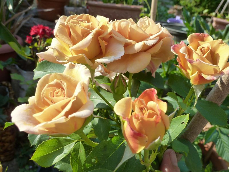 2013-07-08 Honey Dijon1