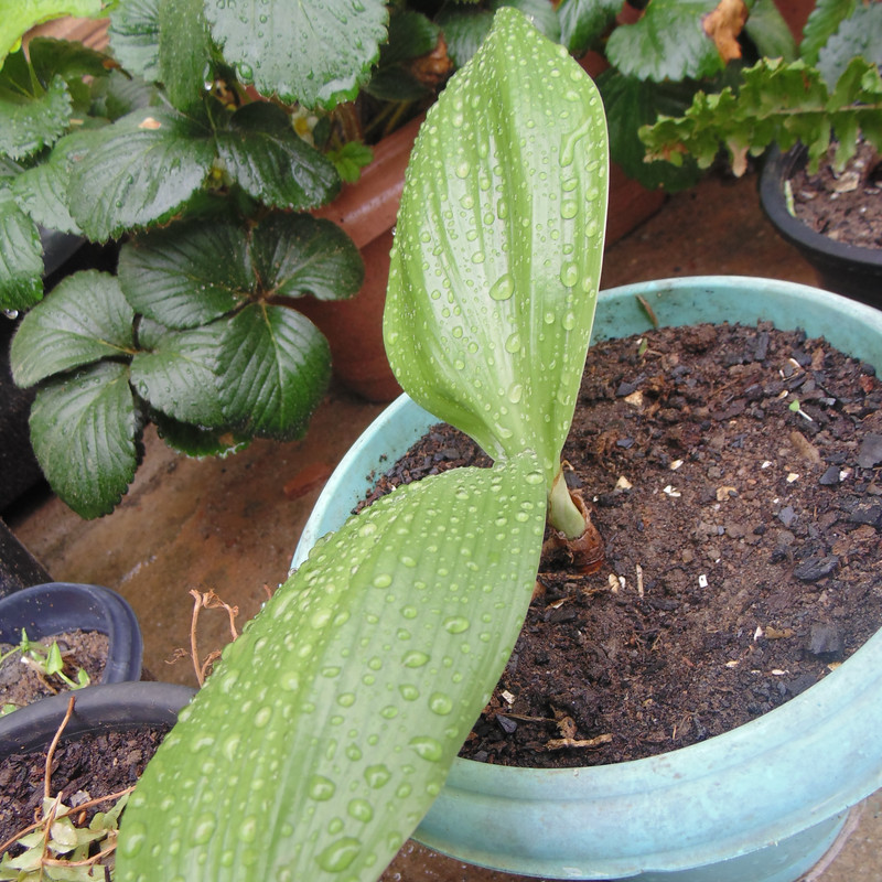 11.1.community bath day at the garden I (crop)