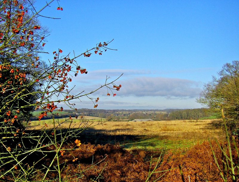 autumn-Field-berries-HD.jpg