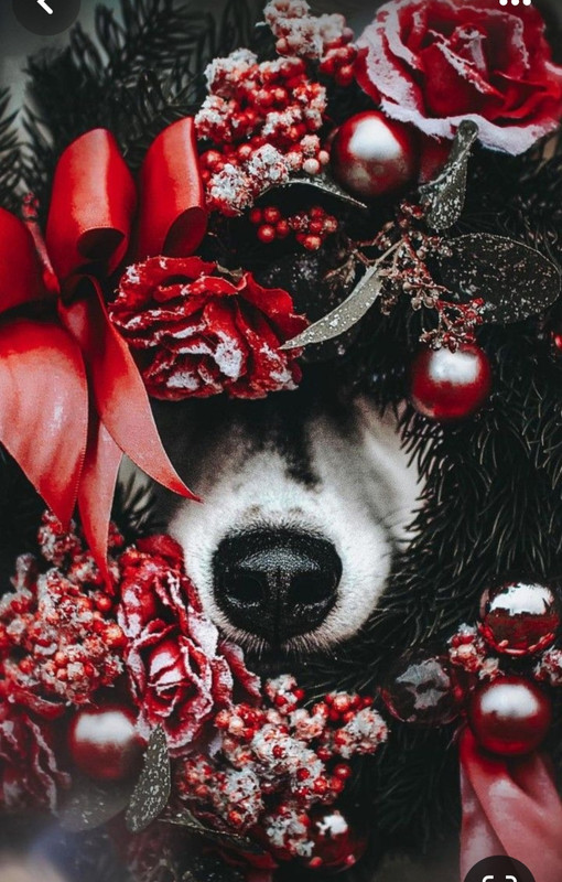 Screenshot_20231125_210739_Pinterest