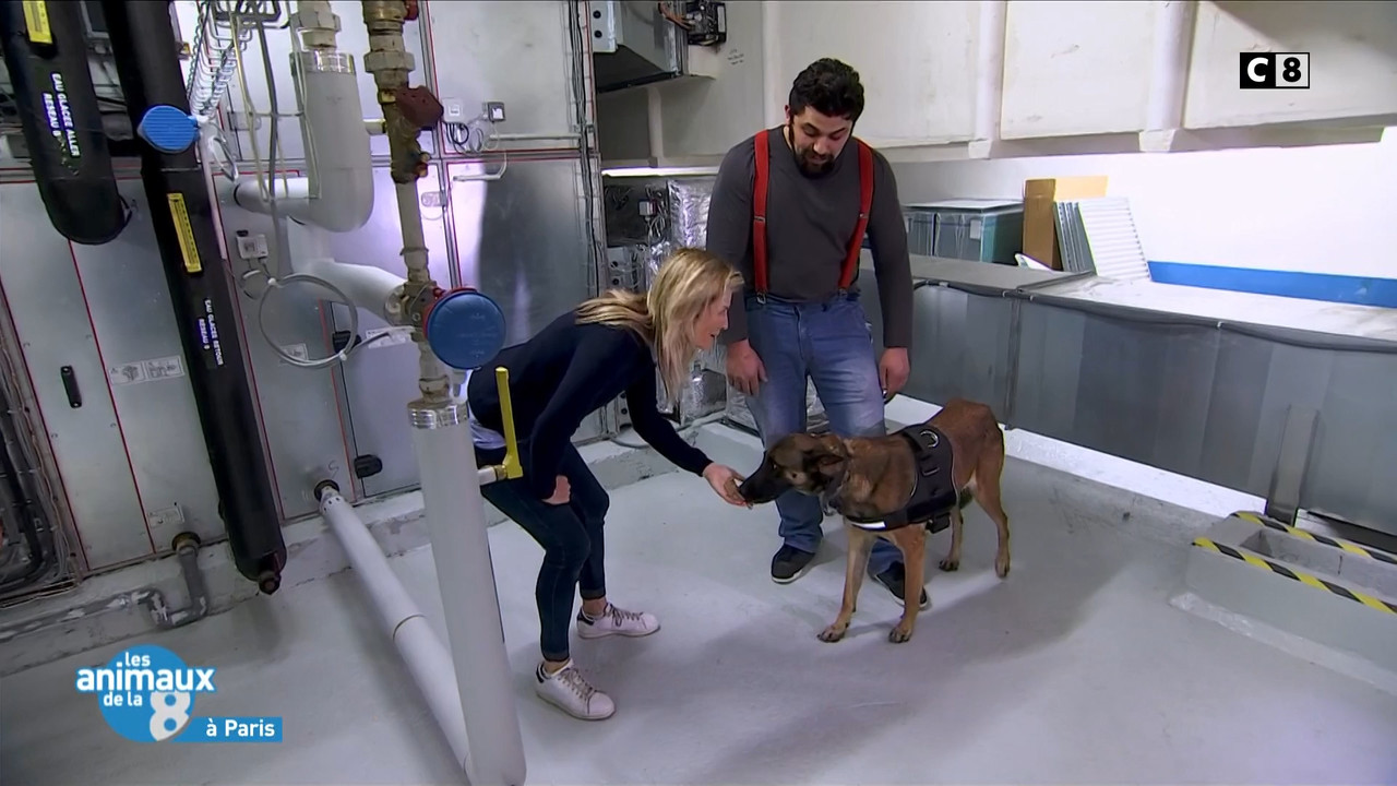 2020-04-27_08_45_C8_Les-animaux-de-la-8.mp4_snapshot_01.12.24_[2020.05.08_17.02.36]