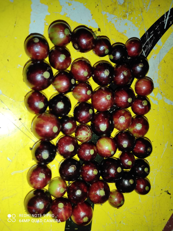 WhatsApp Image 2020-11-25 at 00.58.25 (2)