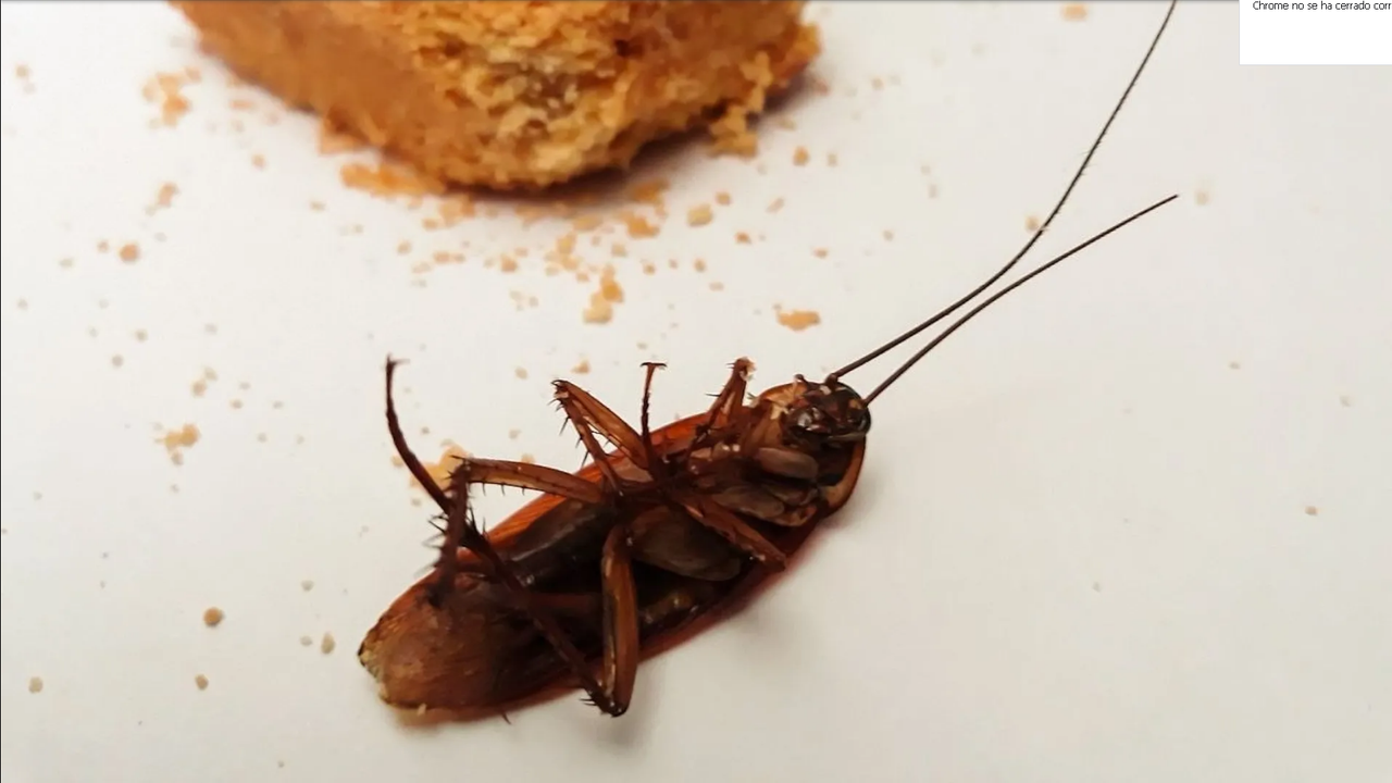 ¿Cómo ahuyentar a las cucarachas con aceite esencial de orégano?