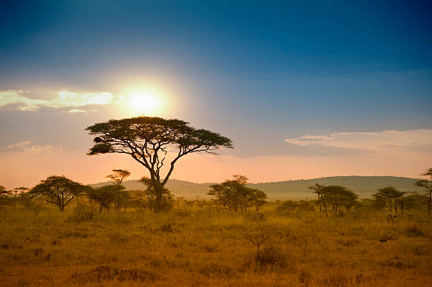 luxury Tanzania safari