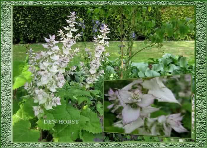 SALVIA-SCLAREA-SCHARLEI-OF-MUSKAATSALIE