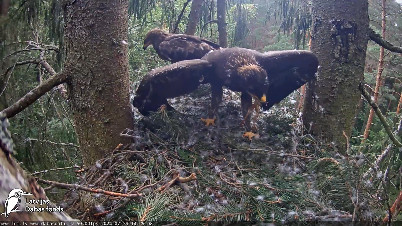 Mazais ērglis (Clanga pomarina), ligzda eglē __ Lesser spotted eagle in spruce, Zemgale, Latvia 15-5