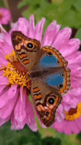 Butterfly-on-Pink-Flower-3