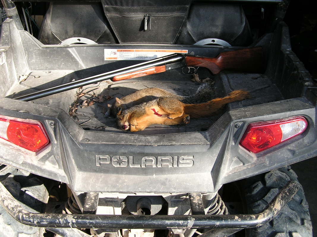 2012-11-27 Squirrels (3)