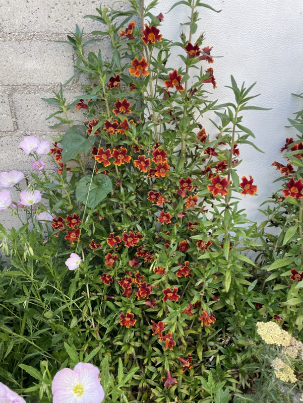 81763841-094B-499B-9040-8B1F69225A85_1_105_c