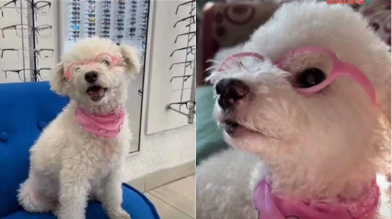 Candy, la perrita que usa gafas: Una historia conmovedora de amor y superación
