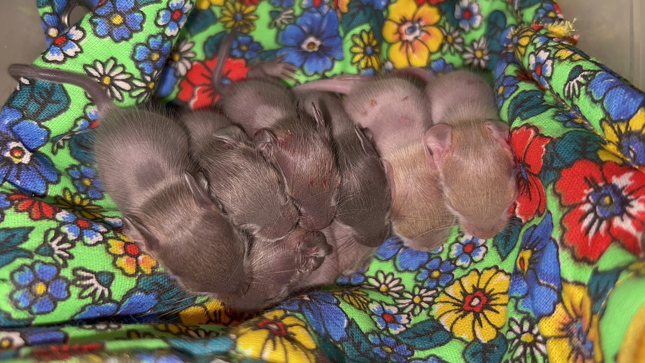 964A2CD5-4780-4493-9FDA-29193F7F48D8