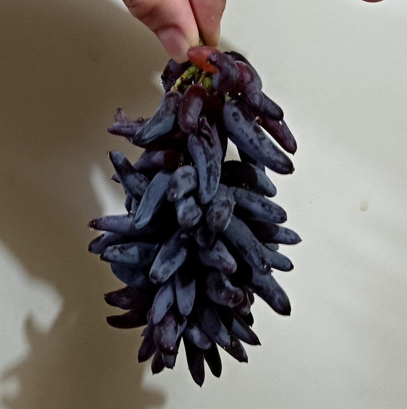 Хелловин 20250825_191257