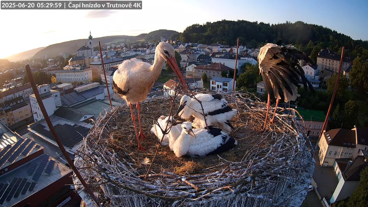 Tiešraide no stārķa ligzdas uz alus darītavas skursteņa Trutnovā 6-39-24 screenshot