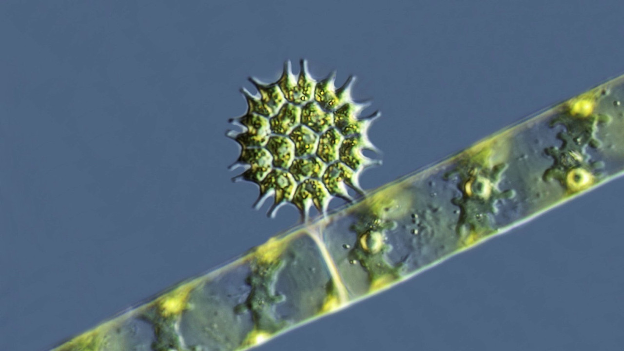 Pediastrum 01 boryanum Zackenrädchen DIK 50