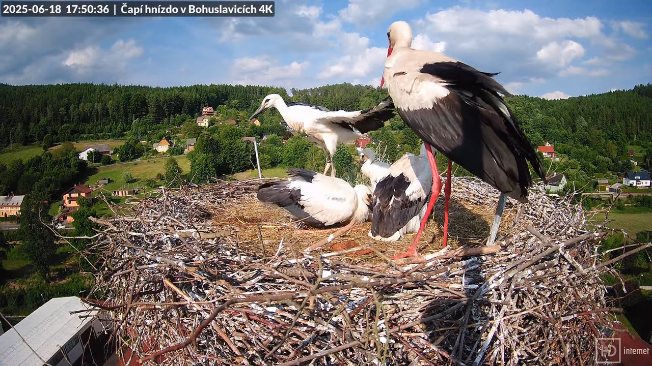Živě z čapího komína firmy KARA v Bohuslavicích u Trutnova 12-35-7 screenshot