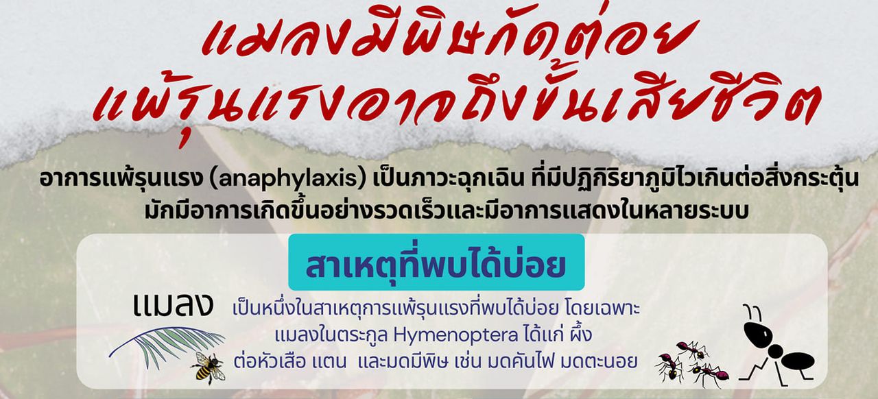 แพทย์ผิวหนังเตือนแมลงมีพิษกัดต่อย แพ้รุนแรงอาจถึงขั้นเสียชีวิต