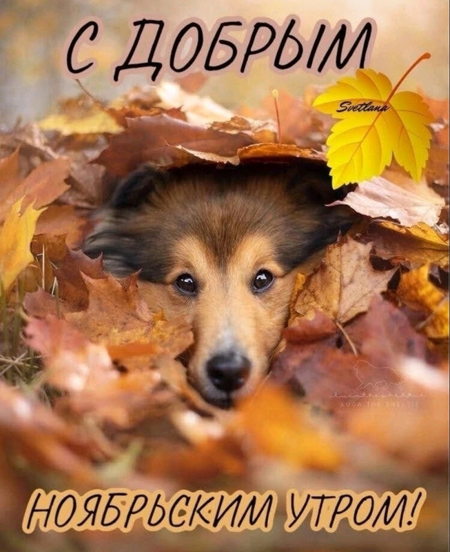 Screenshot-20221113-212611-com-viber-voi