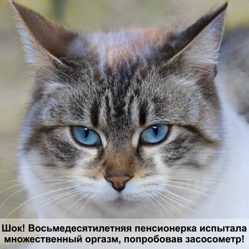 шиншилла кошка черепаховый окрас