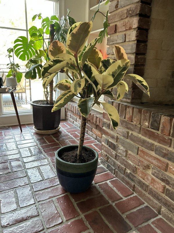 70024623526__1D5E25AD-0654-4D78-A5E3-D86568A32936