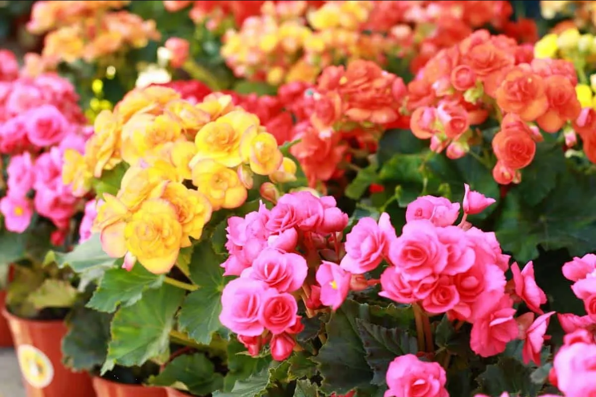 ¿Tienes begonias en casa? Sigue estos consejos para que crezcan sanas