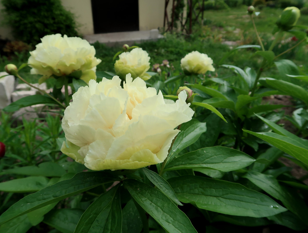 Пион Sunny girl 4