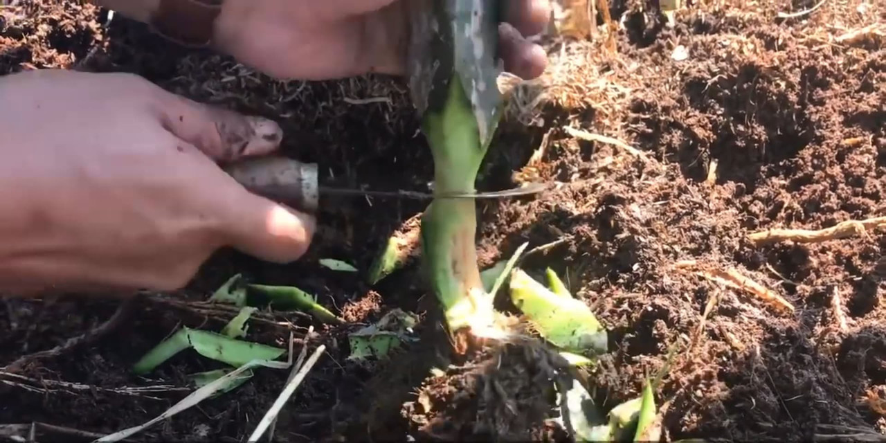 cut-off-the-roots.jpg