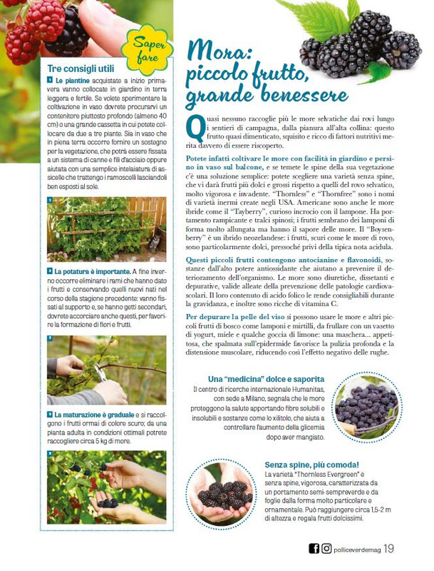 Pol Ver Ago 2025 (2)