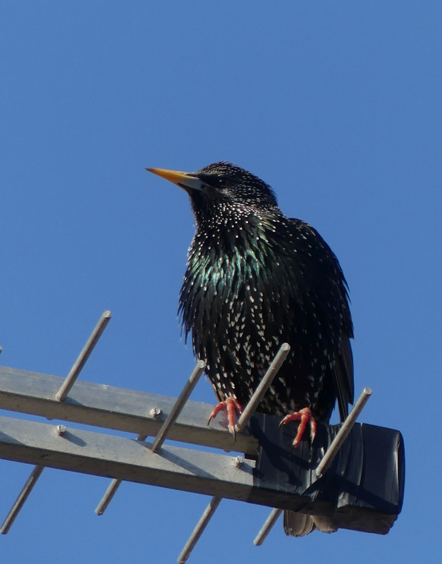 STARLING 2