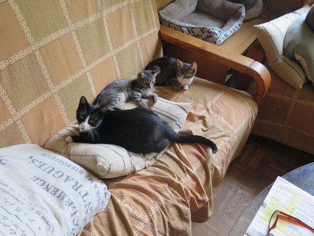 Slika