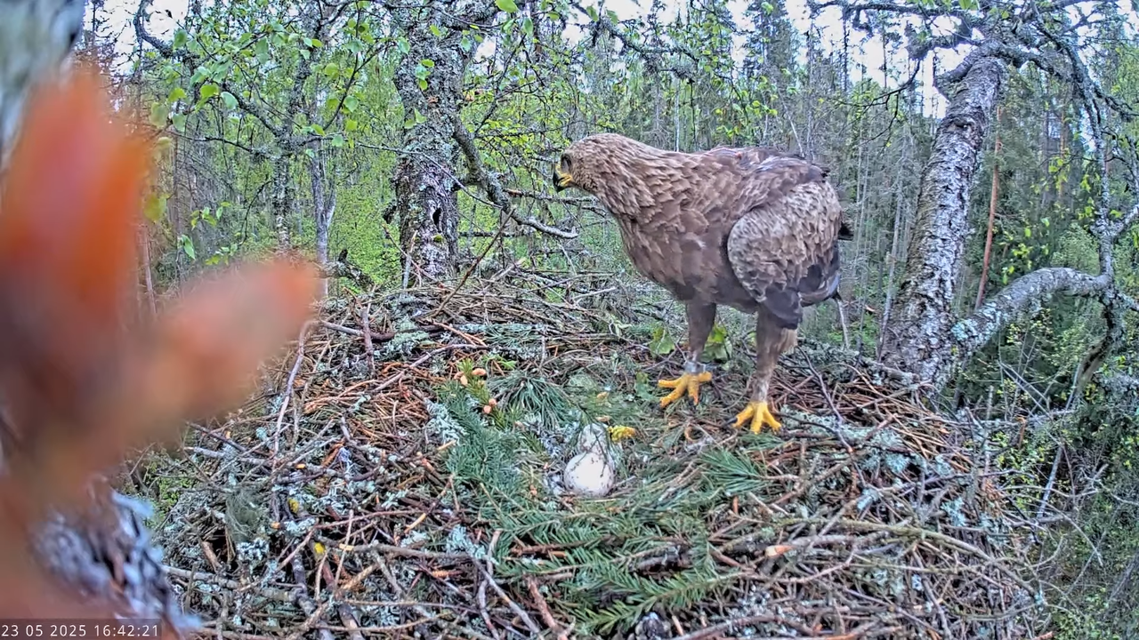 Väike-konnakotkas __ Clanga pomarina __ Lesser Spotted Eagle 13-6-56 screenshot