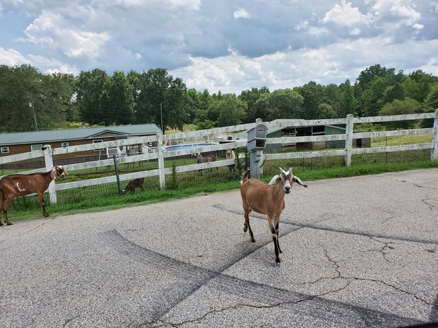 [Image: 20240706-Goat.jpg]