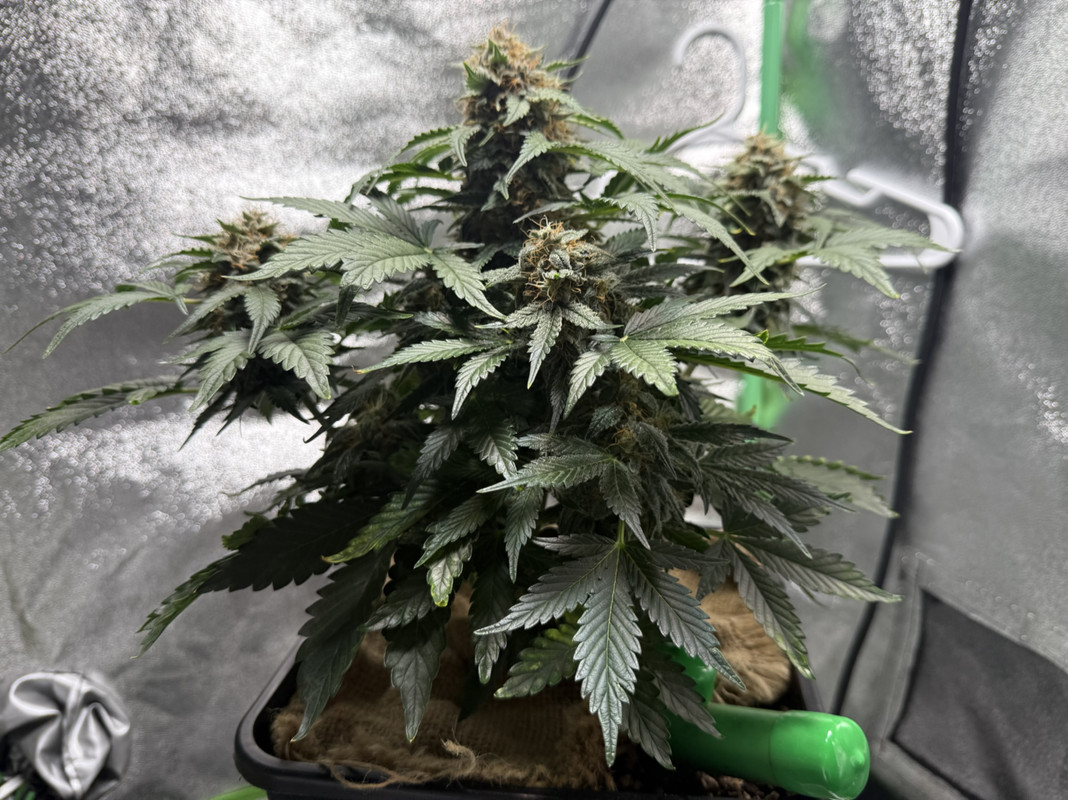 18909F4F-1ED9-41E5-A30C-4A281099B75F