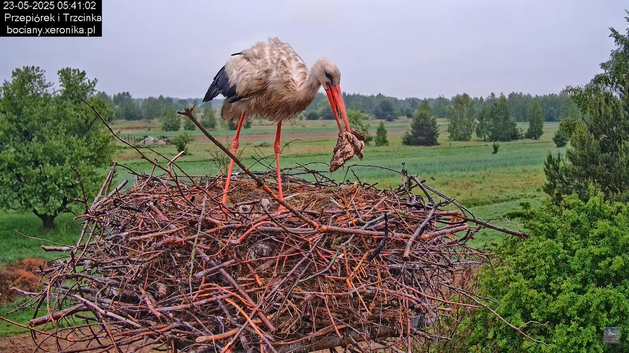 23052025bociany5