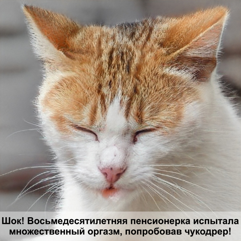 какая кошка самая преданная