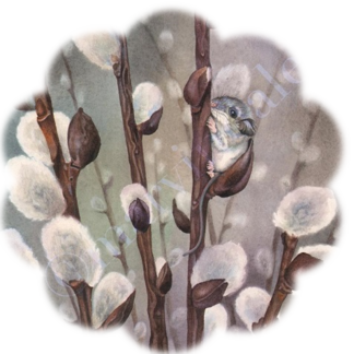 resized_yes_Pussy_Willows