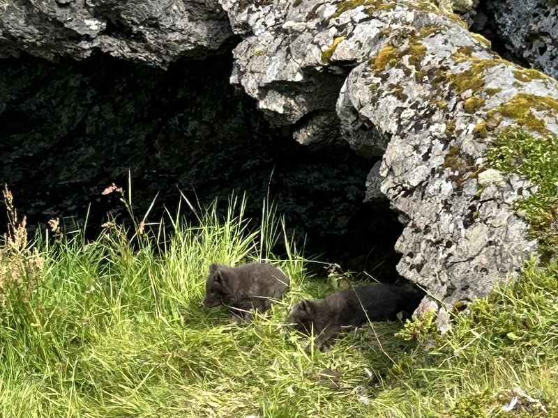 12/07/2025 RECORREMOS PARTE DE SNAEFELLSNES Y TENEMOS EL MEJOR REGALO DEL VIAJE - ISLANDIA, 21 DÍAS EN UN 2º VIAJE A LA TIERRA DEL HIELO Y FUEGO (36)