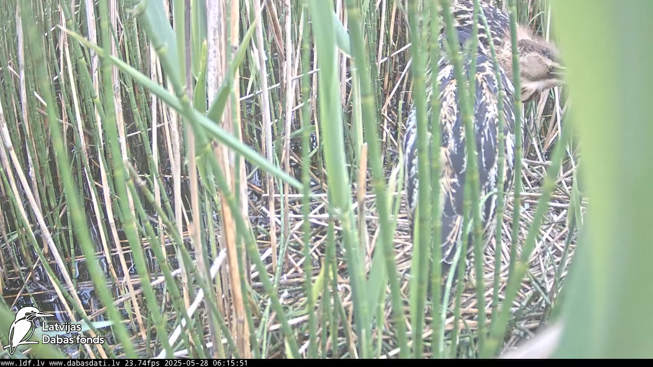 LDF Lielais dumpis (Botaurus stellaris) Zemītes pagastā 4-10-52 screenshot