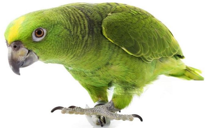 Yellow Naped Amazon Parrot Lifespane