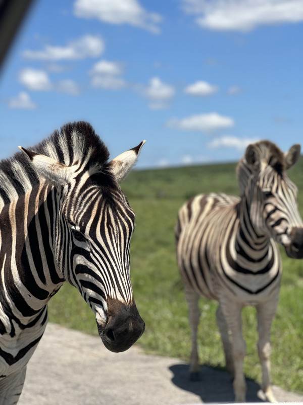 крагга камма 3