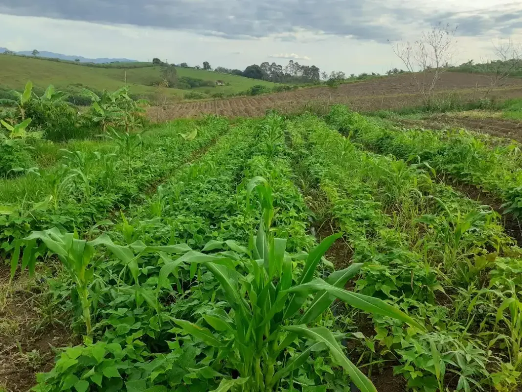 Regenerando-com-muita-biodiversidade-e-muita-comida-Essa-agrofloresta-tem-o-foco-inicial-em-ro-a-m.webp