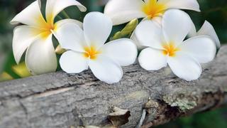 thanh - Thơ hoạ Nguyễn Thành Sáng & Tam Muội (1615) Plumeria-yellow-white-flowers-withered-tree-HD-wallpaper-915x515