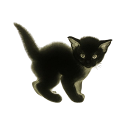 kitten