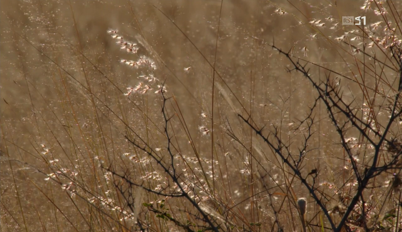 vlcsnap-2016-12-12-12h06m04s030